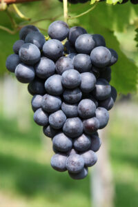 sadadsafsaf - Image 6