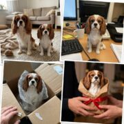 3D Printed Dog Figurine Model Toy - Image 9