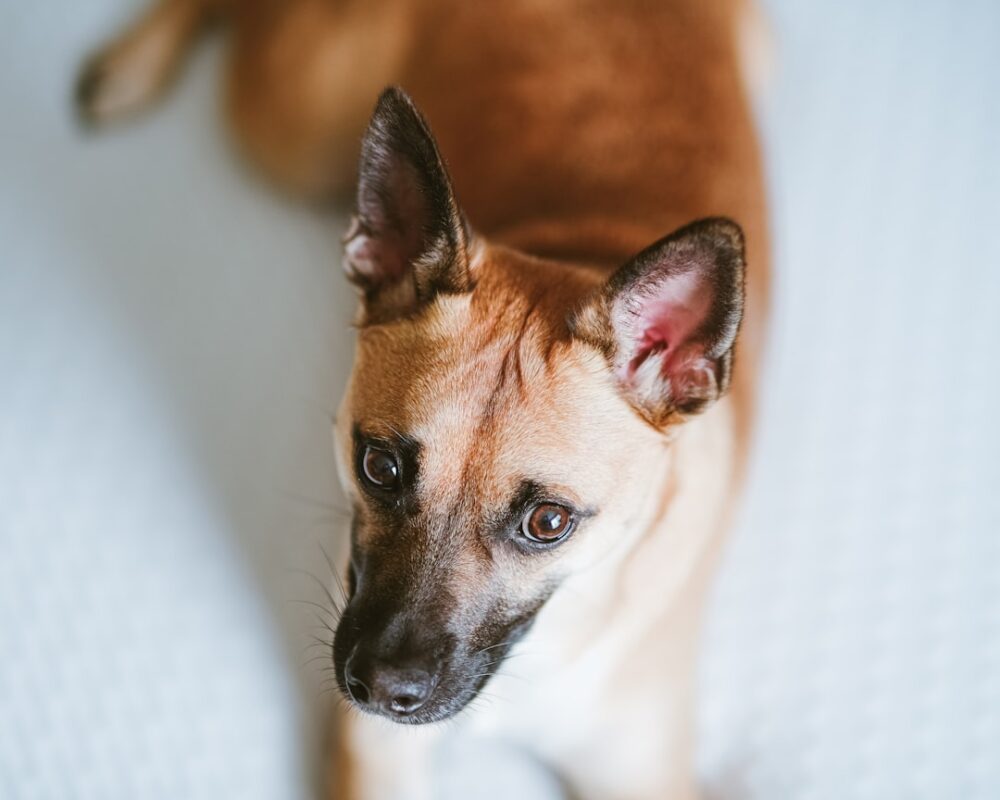 pet portrait - brown and white short coated dog