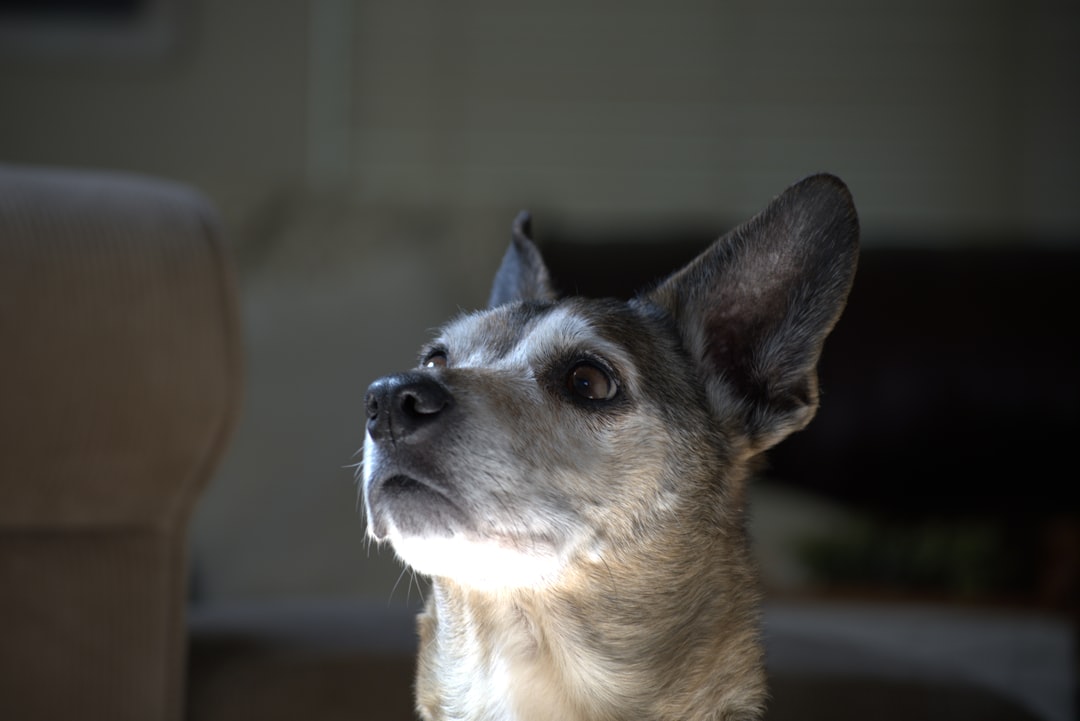 pet portrait - A small dog is sitting on a couch
