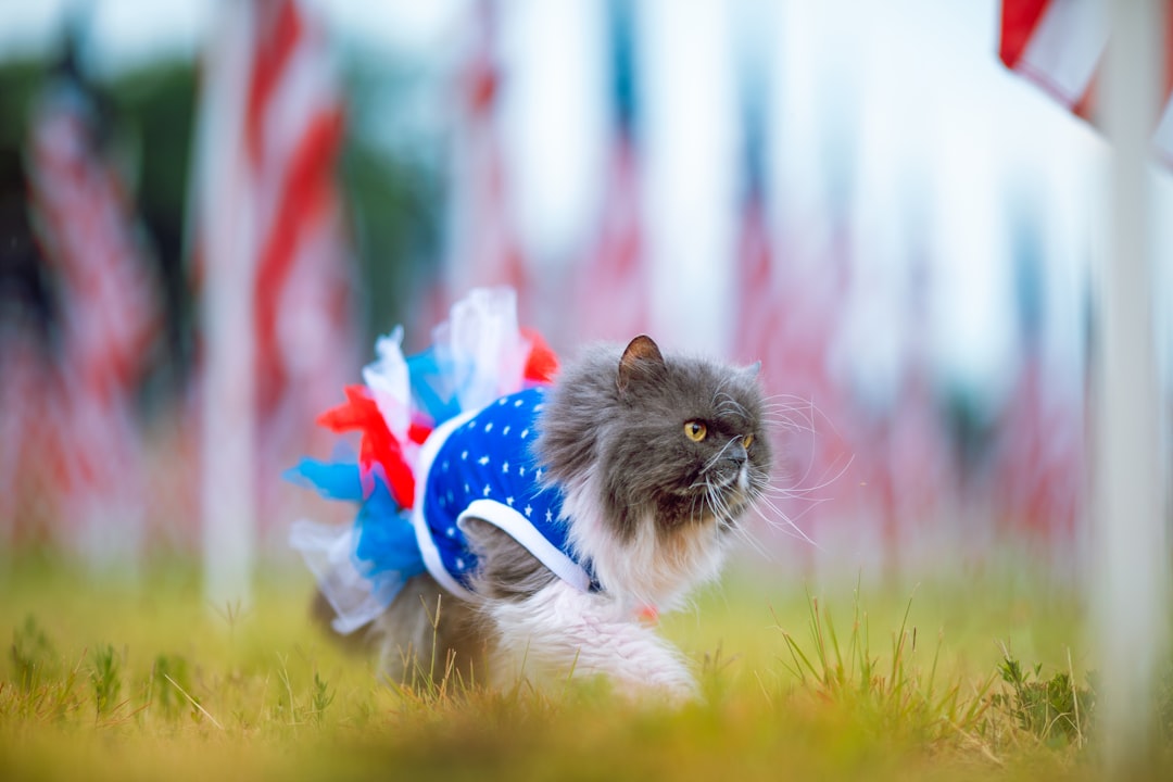 pet memorial - a cat wearing a hat